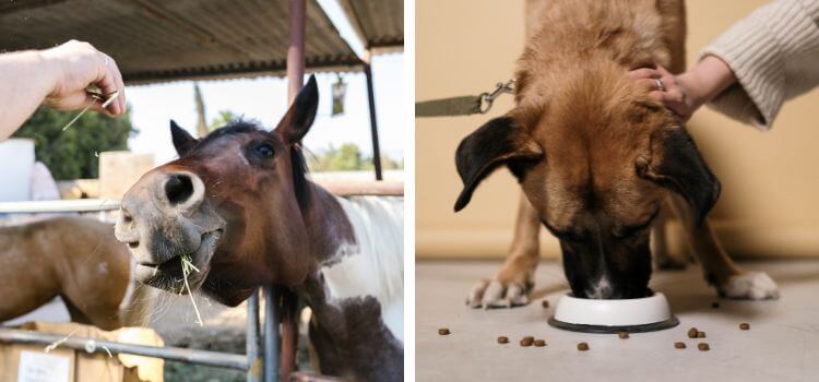 Can horses eat dog food?