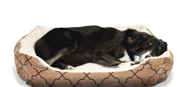 how to clean dog bed foam