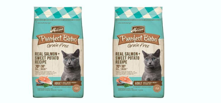 What's the best brand of cat food
