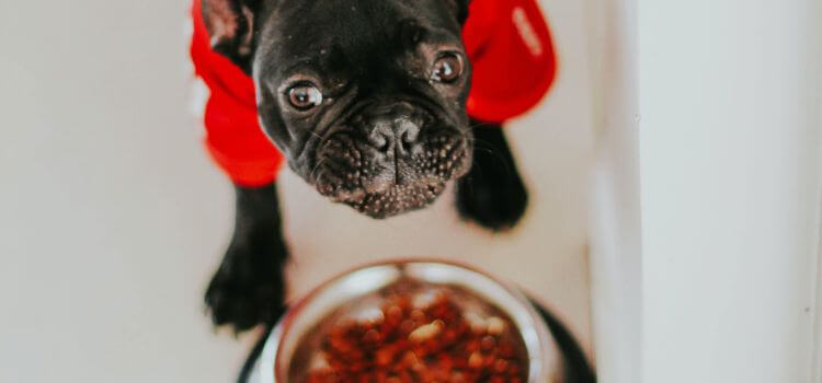 what is the best dog food for American bulldogs