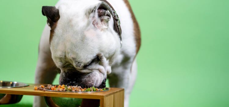 What is the best dog food for American bulldogs?