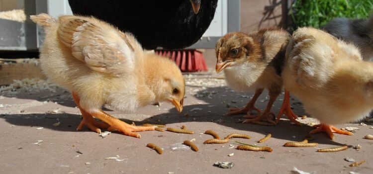 organic mealworms for chickens
