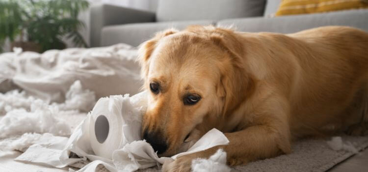 why do dogs lick the bed sheets?