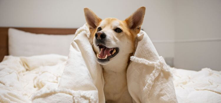 Why do dogs lick the bed sheets?