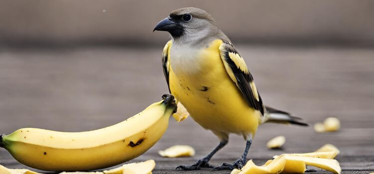 Do birds eat banana peels?