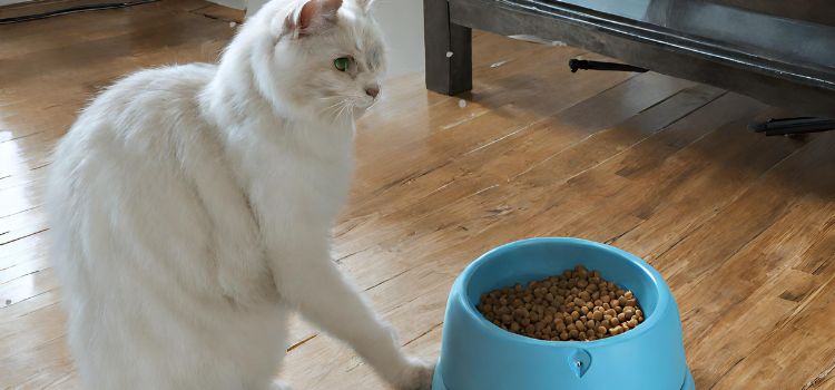 Why does my cat flip his food bowl?