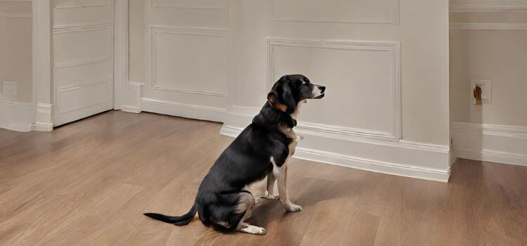 Why does my dog sit alone in another room?