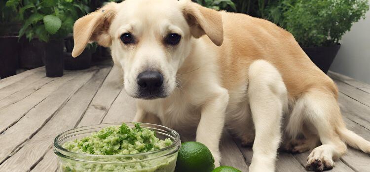 Can Dogs Eat Cilantro Lime Rice?