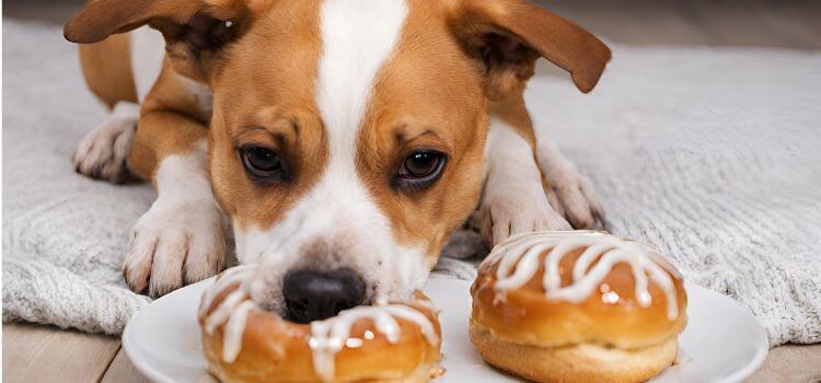 Can Dogs Eat Honey Buns?