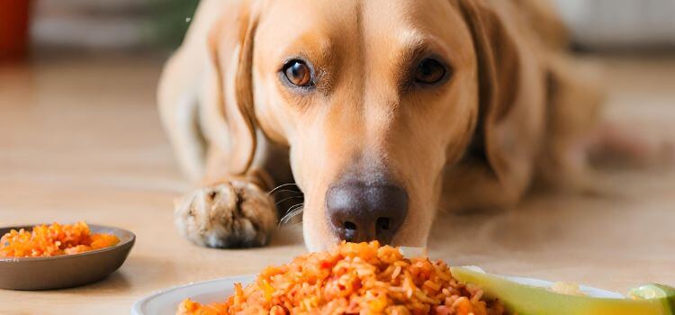 Can Dogs Eat Mexican Rice?