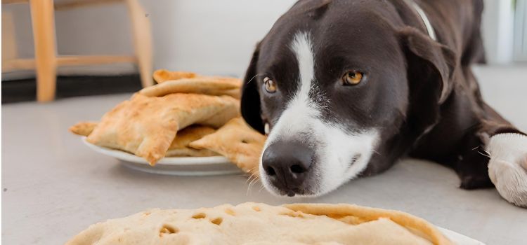 Can Dogs Eat Pita Bread?