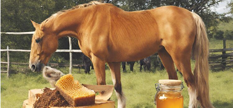 Can Horses Eat Honey?