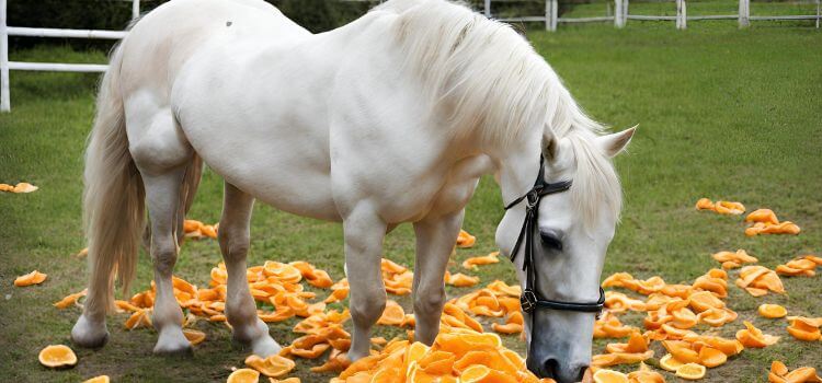 Can Horses Eat Orange Peels?