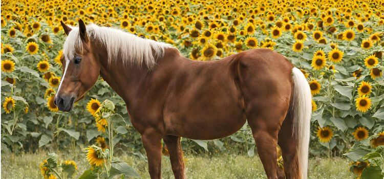 Can Horses Eat Sunflower Seeds?