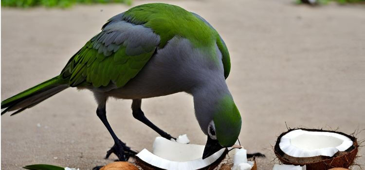 Can birds eat coconut?