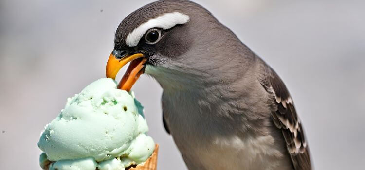Can birds eat ice cream?