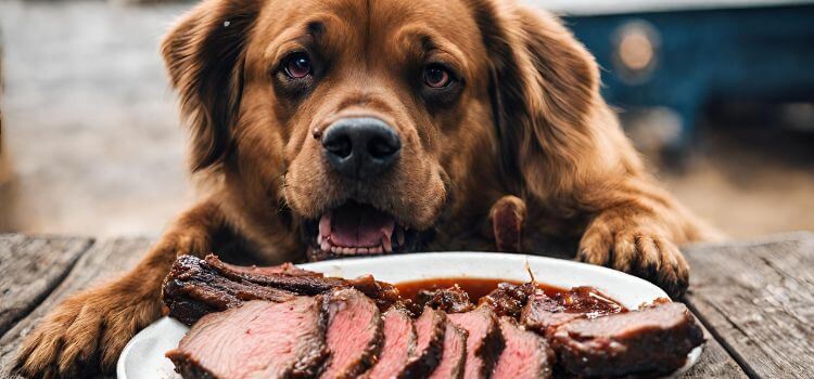 Can dogs eat brisket?