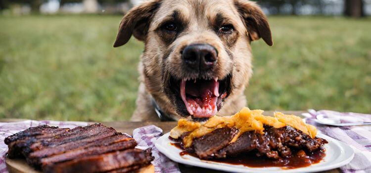Can dogs eat brisket?