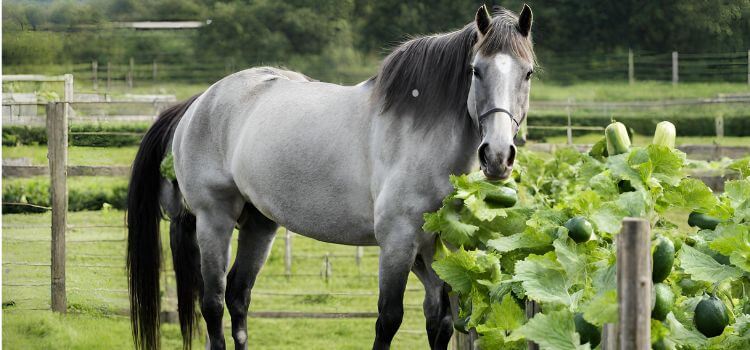 Can horses eat cucumber?