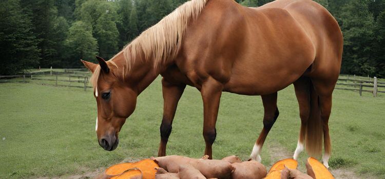 Can horses eat sweet potatoes?