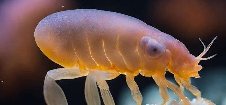 How to get rid of water fleas in aquarium?