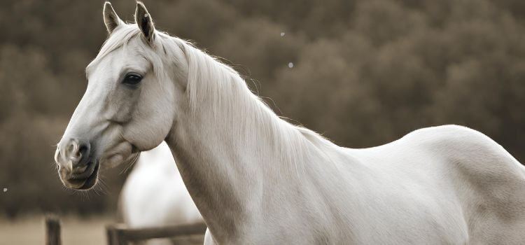 What is ketamine used for in horses?