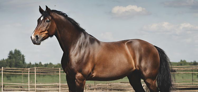 Why Are Horses So Expensive?