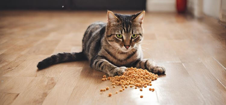 Why Does My Cat's Throw His Food on the Floor?