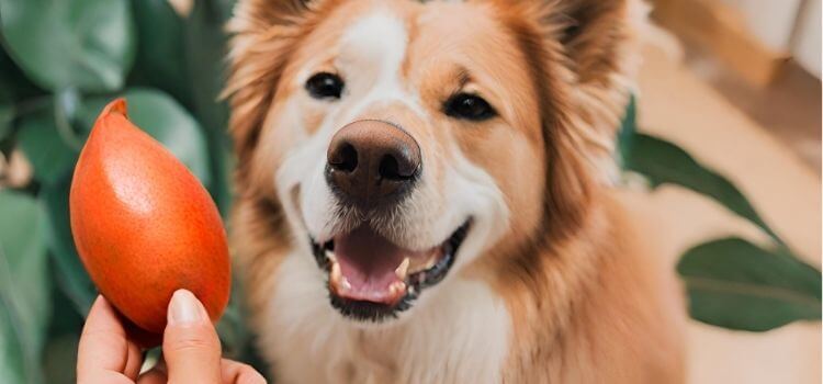 Can Dogs Eat Mamey?