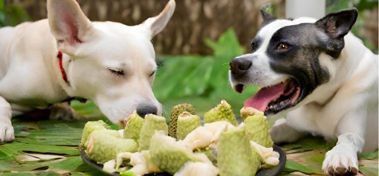 Can Dogs Eat Sour Sop?