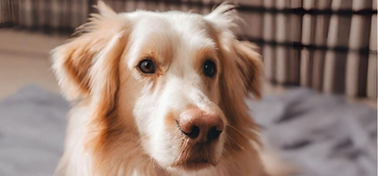 Can I Use Benzalkonium Chloride on My Dog?