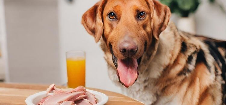 Can You Feed Your Dog Turkey Neck?