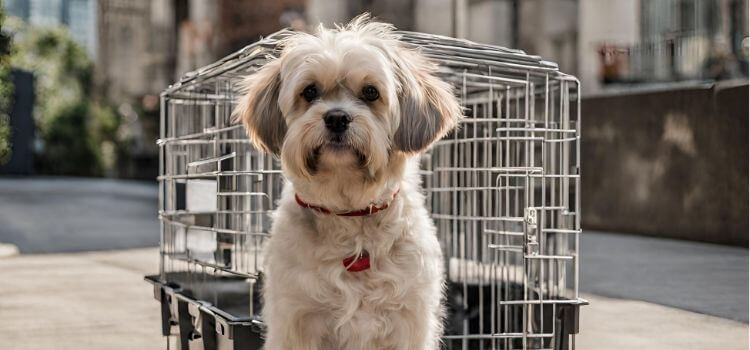 Can a Dog Wear a Cone in a Crate?