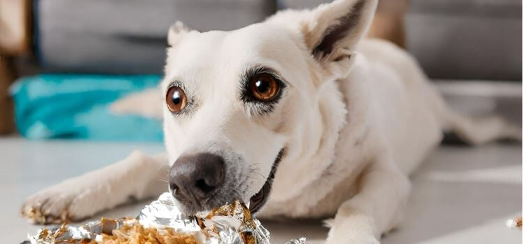 How Much Tin Foil Can a Dog Eat?