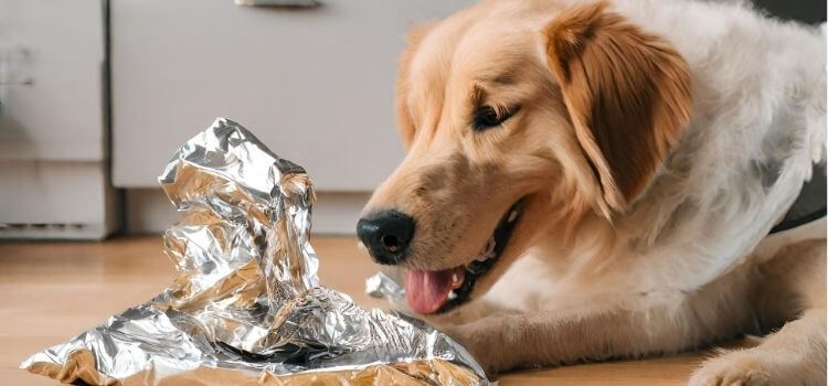 How Much Tin Foil Can a Dog Eat?