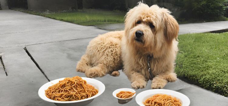 Can Dogs Eat Chow Mein?