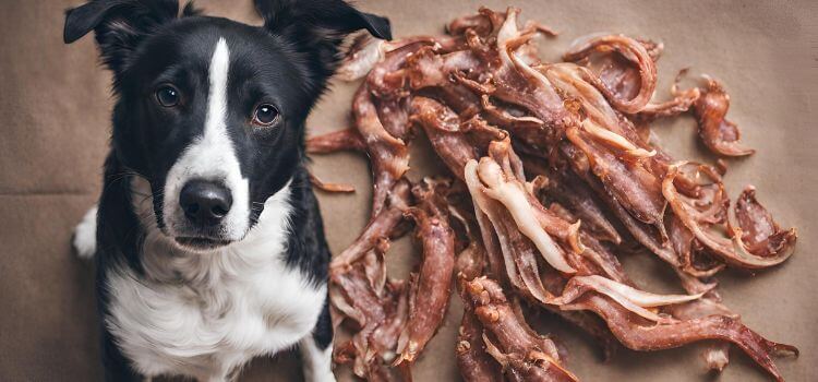 Can Dogs Eat Dried Squid?