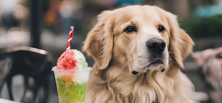 Can Dogs Eat Italian Ice?