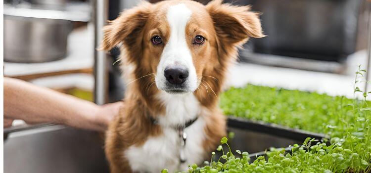 Can Dogs Eat Microgreens?
