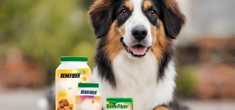 Can Dogs Have Benefiber?