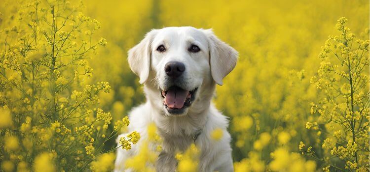 Can Dogs Have Rapeseed Oil?