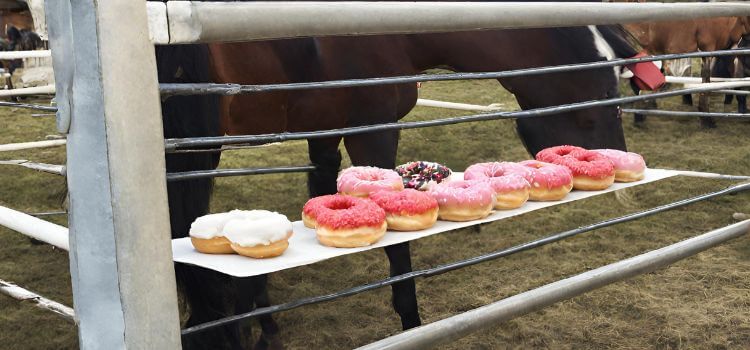 Can Horses Eat Donuts?