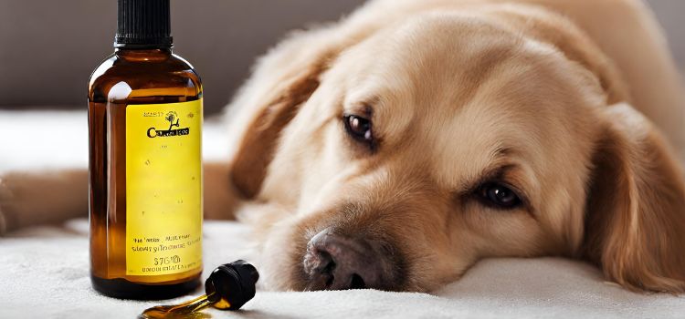 Can I Use Castor Oil on My Dog?