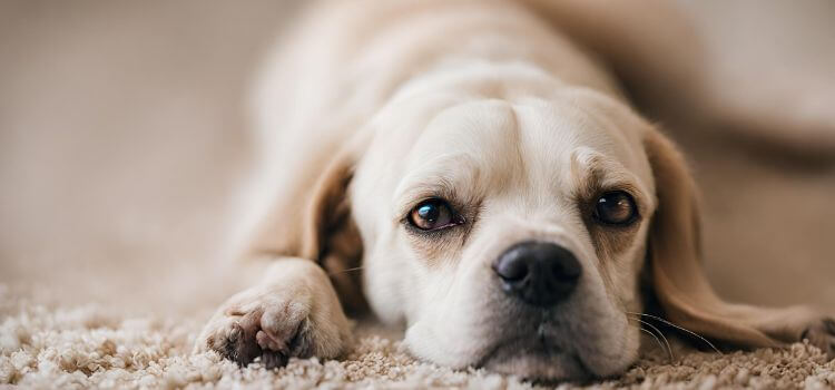 How can I get dog smell out of carpet?