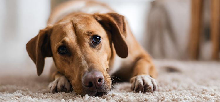 How can I get dog smell out of carpet?