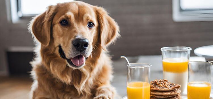 What Can Dogs Eat for Breakfast?