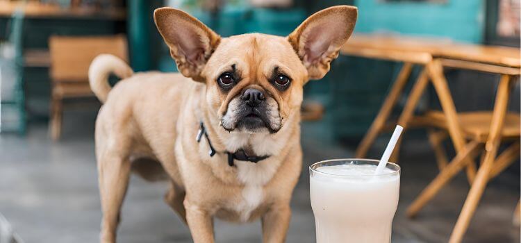 Can Dogs Drink Horchata?