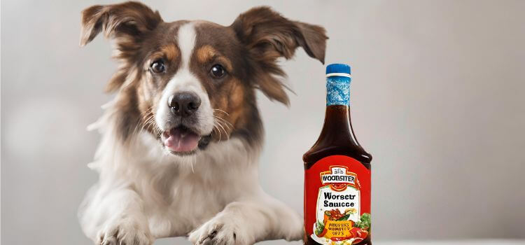 Can Dogs Eat Worcester Sauce?