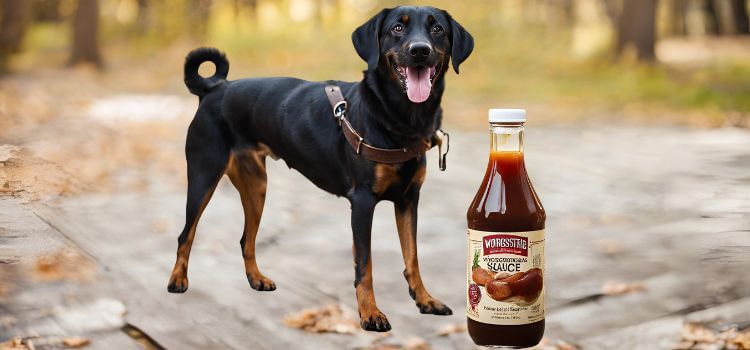 Can Dogs Have Worcestershire Sauce?